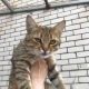 В Курске ищут дом котику, который чудом выжил во время ночного удара по Союзной
