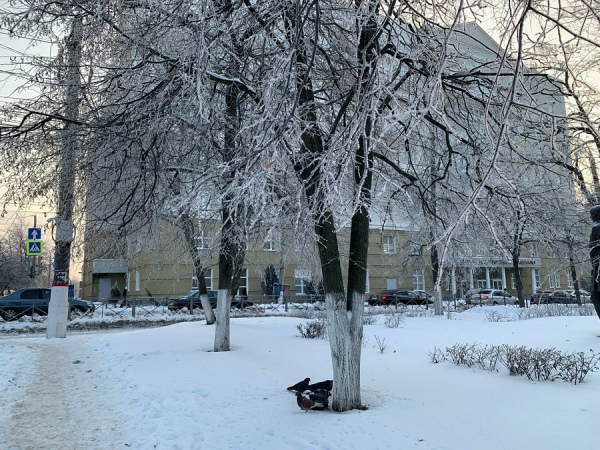 В Курской области ожидается до 23 градусов мороза