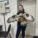 В Курске спасают огромного пернатого хищника