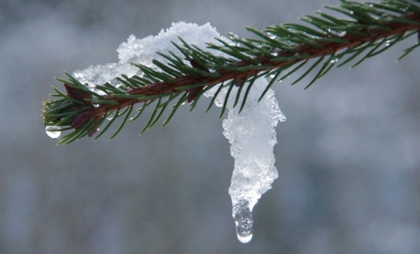 Какая погода на выходных 14-15 февраля ожидается в Курской области