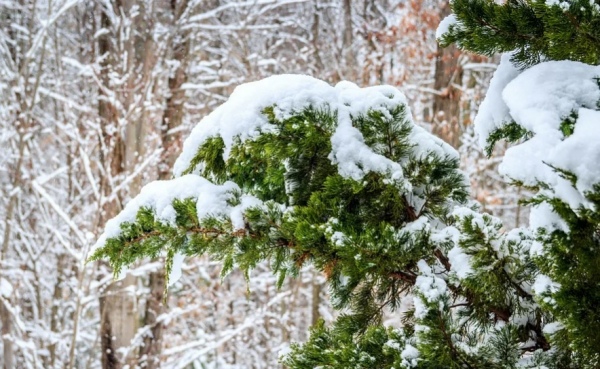 В Курской области 15 февраля ожидаются снег и перепады температур