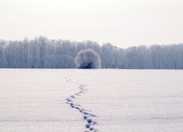 От курян поступило свыше 1500 обращений о расчистке снега, люди не могут попасть в магазины и аптеки