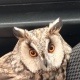 Ушастую сову спасли в Курске