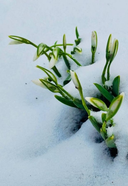 В Курской области потеплеет до плюс 12 градусов