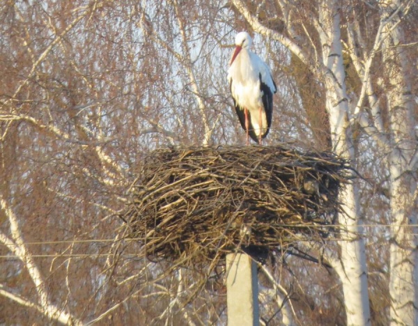В Курскую область возвращаются аисты