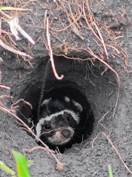 В Курской области обнаружен редкий зверь