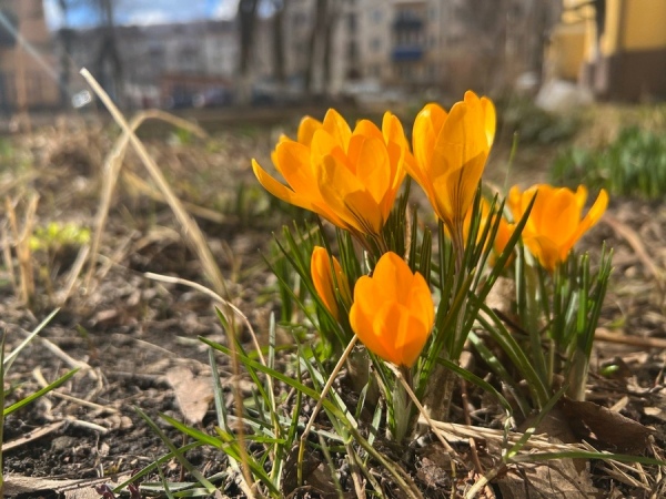 В Курской области апрель начнется с резкого потепления