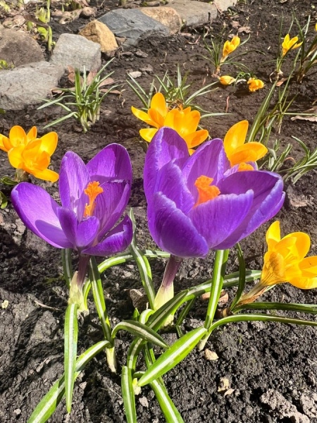 Курская область окажется во власти баррической депрессии