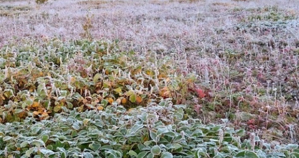 В Курскую область вернутся заморозки — идет волна похолодания