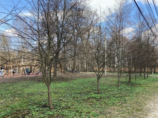 В Курске на Боевке запланирована санитарная обрезка лип