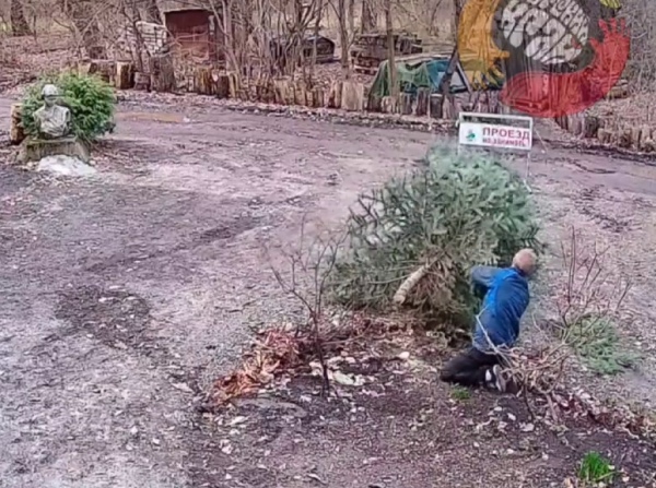 В Курске отомстили экоактивистам, спилив голубую ель