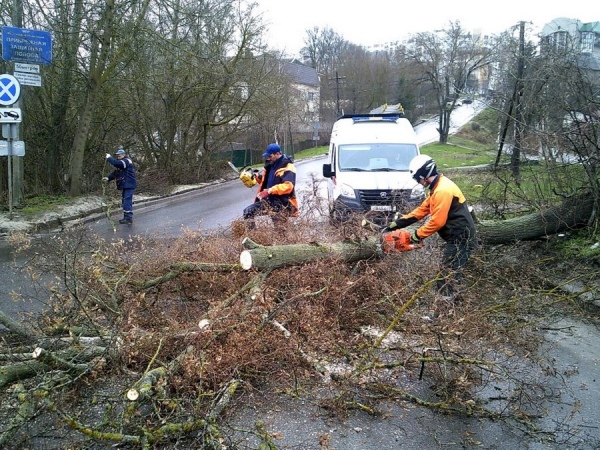 В Курске сильный ветер валит деревья