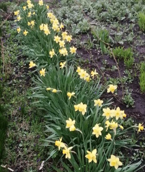 Какая погода на выходных 18-19 апреля ожидается в Курской области