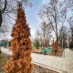 В курском парке Пионеров засохли недавно посаженные туи
