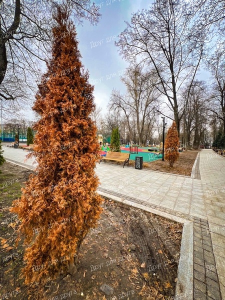 В курском парке Пионеров засохли недавно посаженные туи