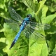 Стрекоза дозорщик-император из Курской области попала в Красную книгу
