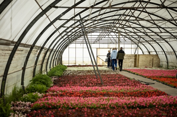 В Курске на городские клумбы высадят более 220 тысяч цветов