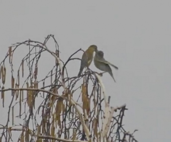 В Курской области заметили необычное поведение зеленушек