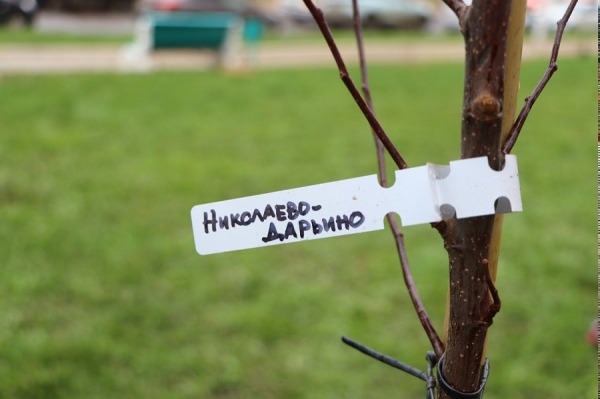 В Курске высаженным яблоням дали имена пострадавших от ВСУ деревень