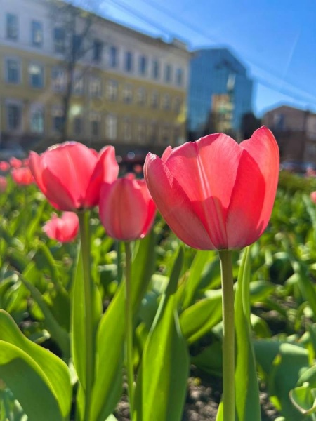 Когда в Курскую область вернется весна