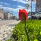 В Курске приступают к высадке цветов на клумбы