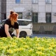 В Курске приступили к высадке 250 тысяч цветов