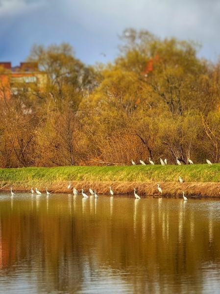 Под Курском сфотографировали колонию белых цапель