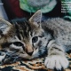 Курянин требует от соседа 100 тысяч рублей за гибель котенка