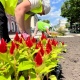 На курских клумбах вместо тюльпанов высаживают однолетники