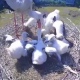 Курские аисты-телезвезды стали многодетными родителями