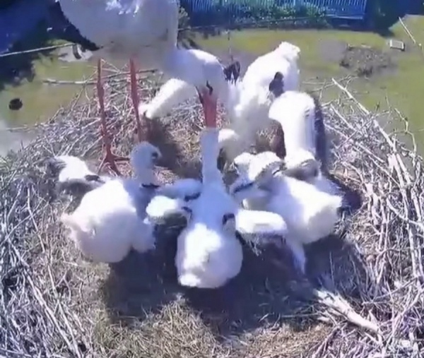 Курские аисты-телезвезды стали многодетными родителями