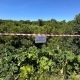 В Курске объявили войну ядовитому вредителю