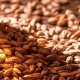 Из Курской области отправили на экспорт более 7 тысяч тонн солода