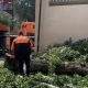 В Курске стихия повалила 16 деревьев, повредив машины, провода и забор
