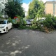В центре Курска дерево рухнуло на машины