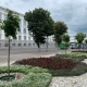 В Курске на улице Ленина высадили 14 клёнов