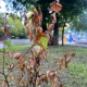 В Курске засохли все деревья на аллее Молодежи