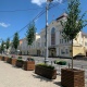 В центре Курска появились липы в кашпо