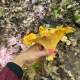 В курских лесах находят гигантские грибы