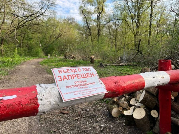 В Курской области ввели запрет на посещение лесов. Что делать грибникам?