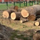 В Курске в Парке Пионеров спили несколько деревьев