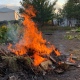 В Курской области разрешили посещать леса, но есть нюансы