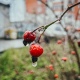 В Курскую область идет первое осеннее похолодание