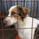 Зоозащитники пригласили мэра Курска Маслова в собачий приют