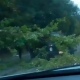 В Курске дерево рухнуло на автомобиль