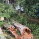Шквалистый ветер обрушил в Курске более 30 деревьев
