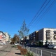 В Курске на улице Ленина высаживают липы