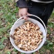 Куряне ведрами собирают грибы в лесах