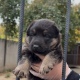 Курские полицейские показали свою «сладкую булочку»