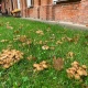 В центре Курска появилась грибная поляна